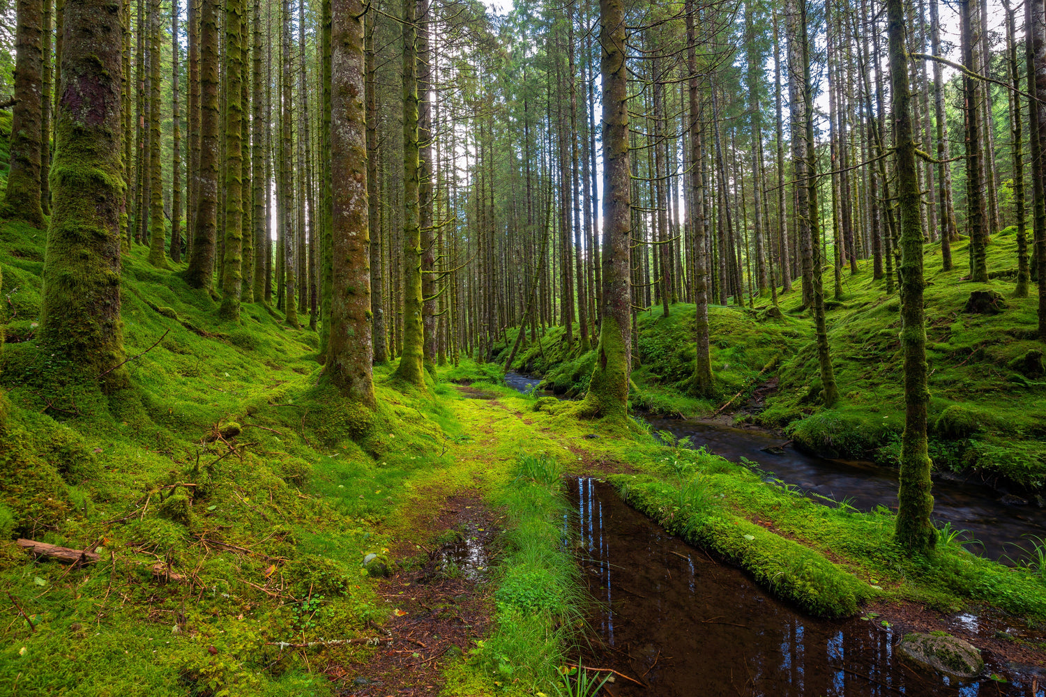 Nature’s Reset: A Simple Outdoor Wellness Routine