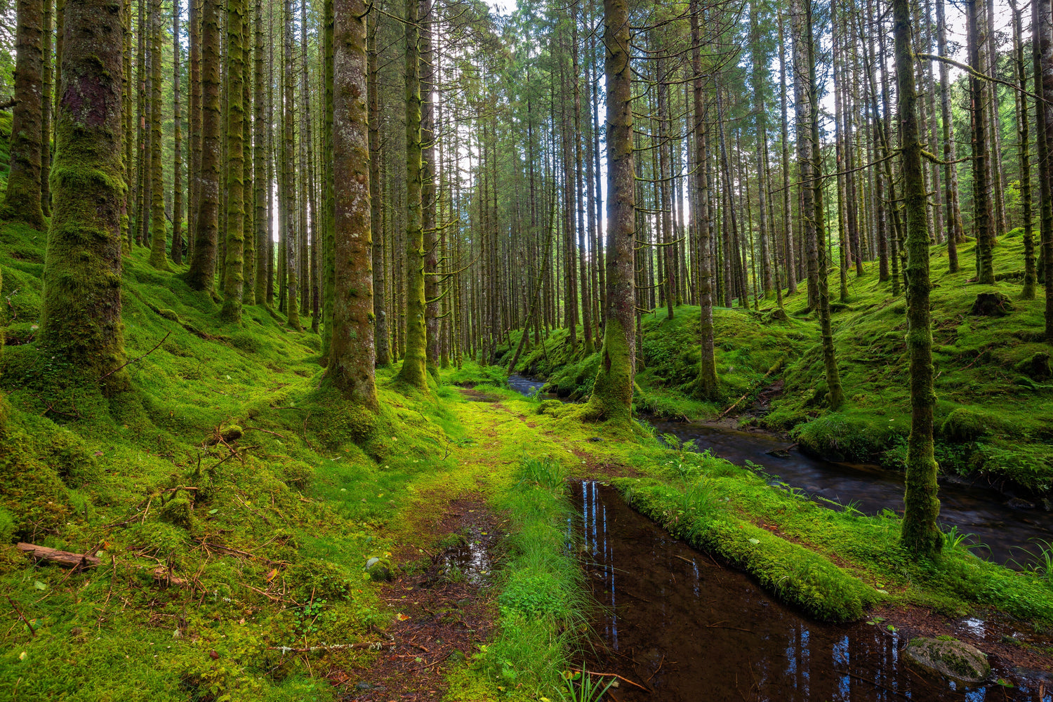 Lush green forest with tall trees, moss-covered ground, and a small stream running through the landscape.