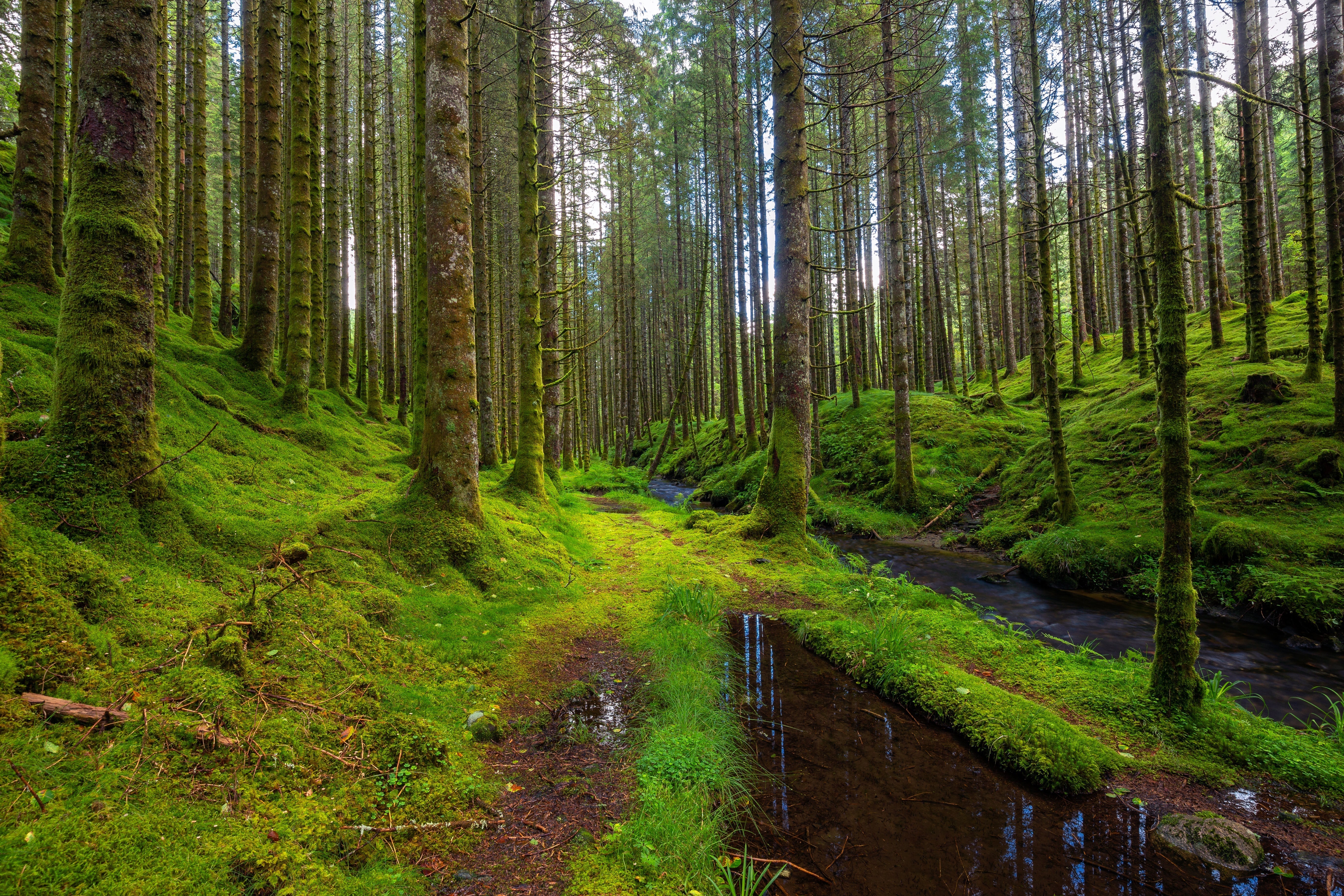 Lush green forest with tall trees, moss-covered ground, and a small stream running through the landscape.