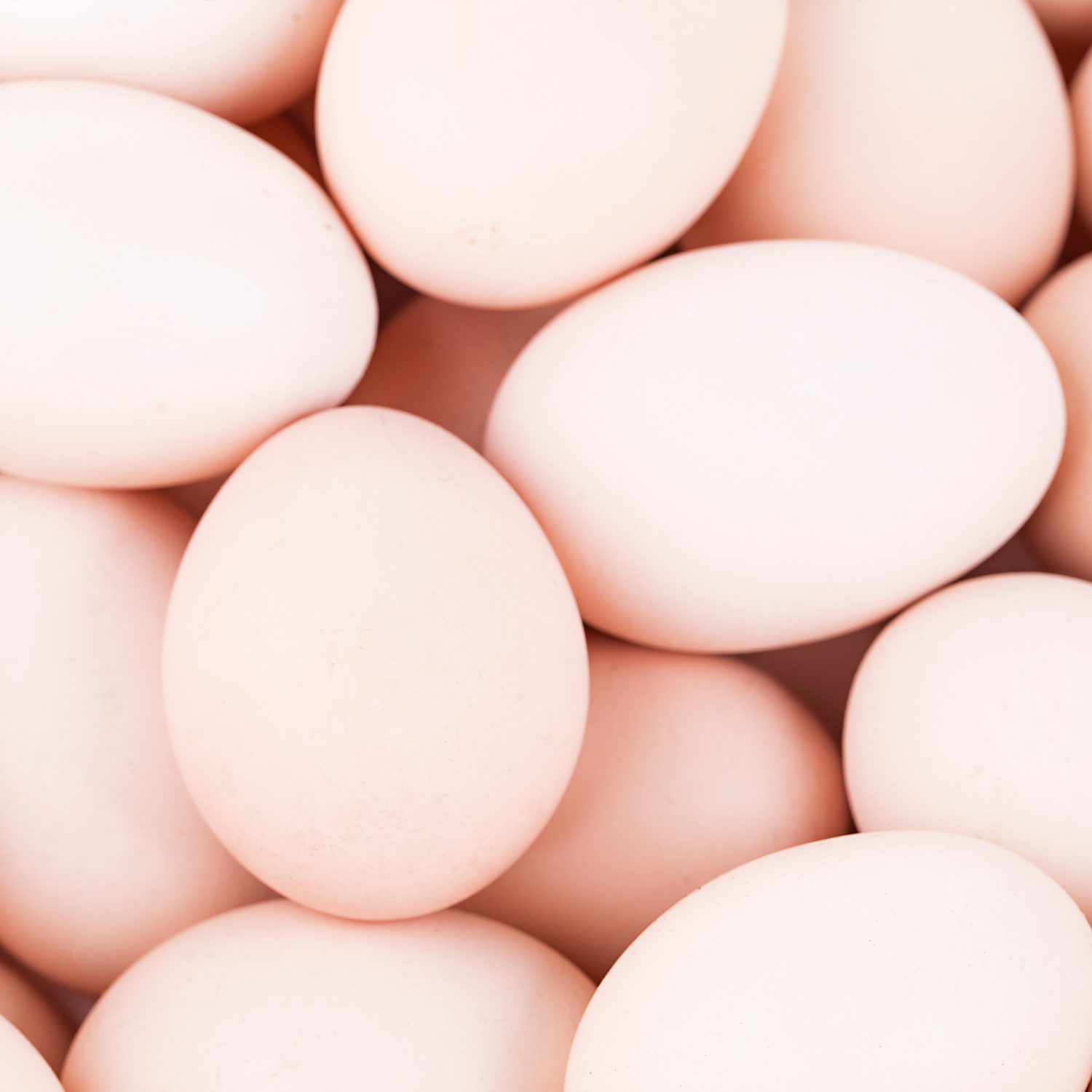 Earth Nutri Plant-Based Protein Egg Alternative