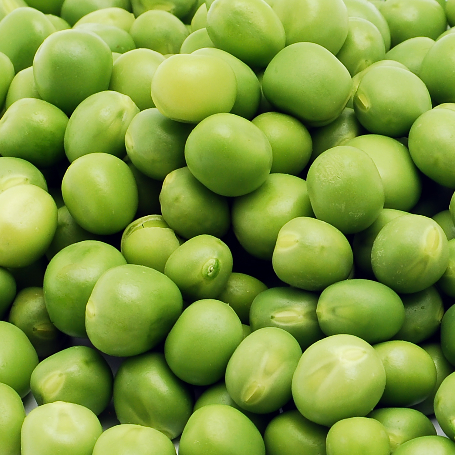 Earth Nutri Pea Protein Ingredient for Plant-Based Powders