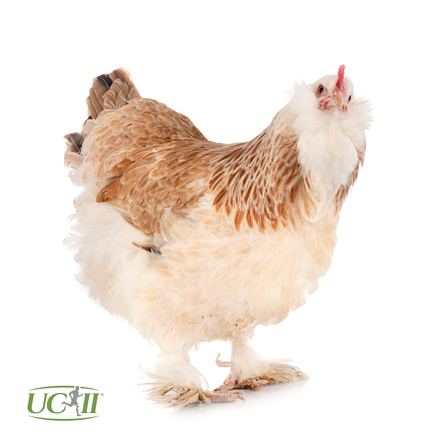 UC-II, Chicken Sternum Collagen, Joint Support, Mobility, EarthNutri Supplement