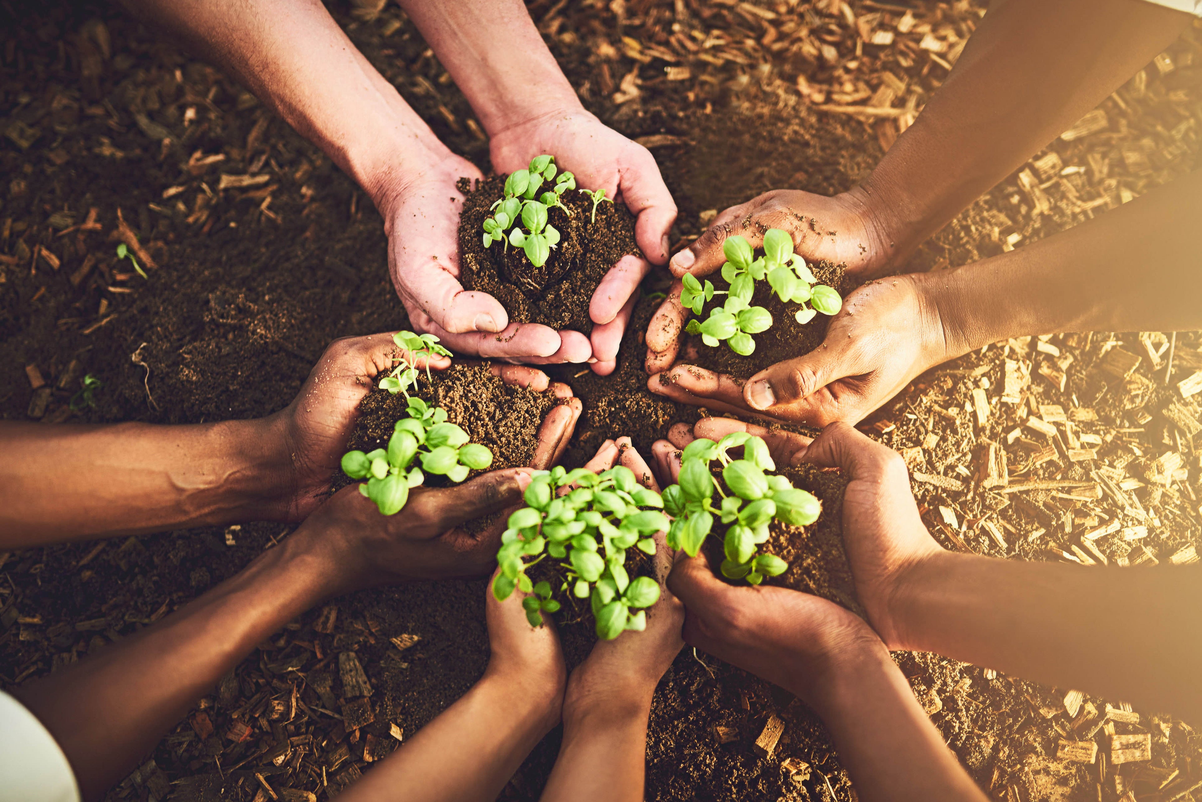 Close-up of a people planting green sprouts in soil.