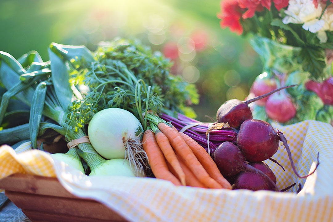 Basket of fresh vegetables including carrots, beets, onions, and greens in an outdoor setting with sunlight.