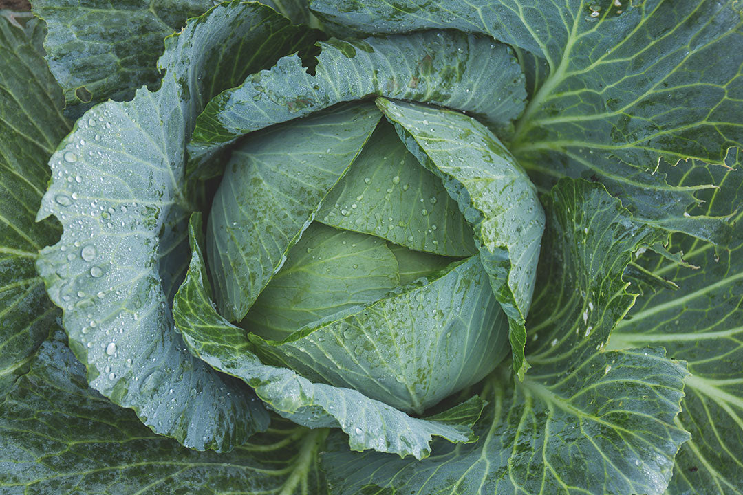 Close-up of a fresh green cabbage with tightly layered leaves covered in water droplets.