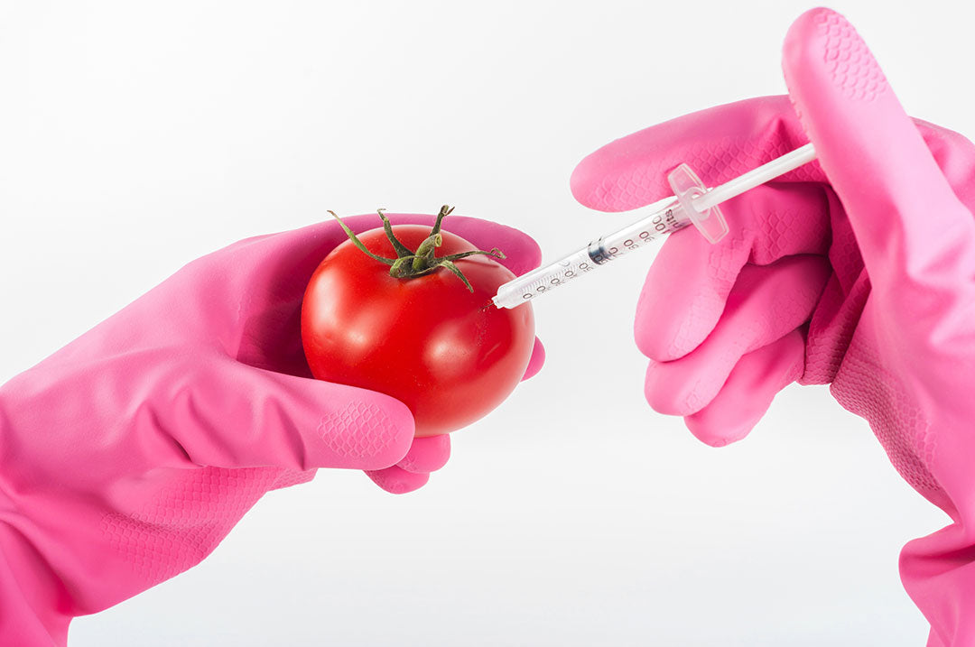 Hands in pink gloves injecting a tomato with a syringe against a plain background.